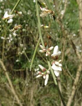 Imagem de Retama monosperma (L.) Boiss.