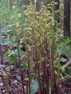 Image of Yellow coralroot