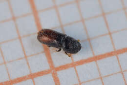 Image of Six-toothed spruce bark beetle