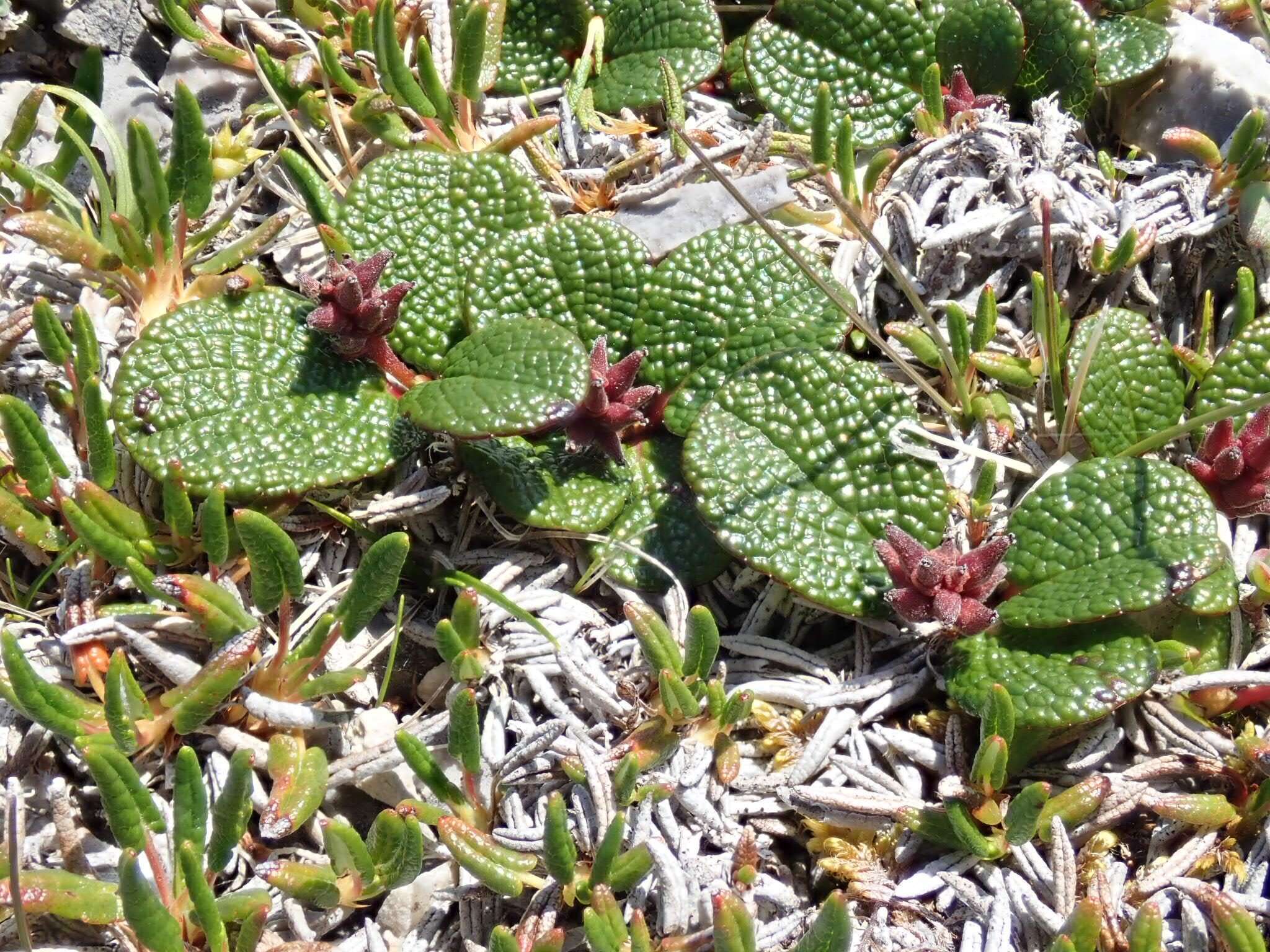 Image of netleaf willow