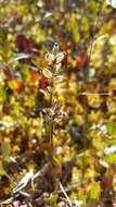 Image of Green Woodland Orchid