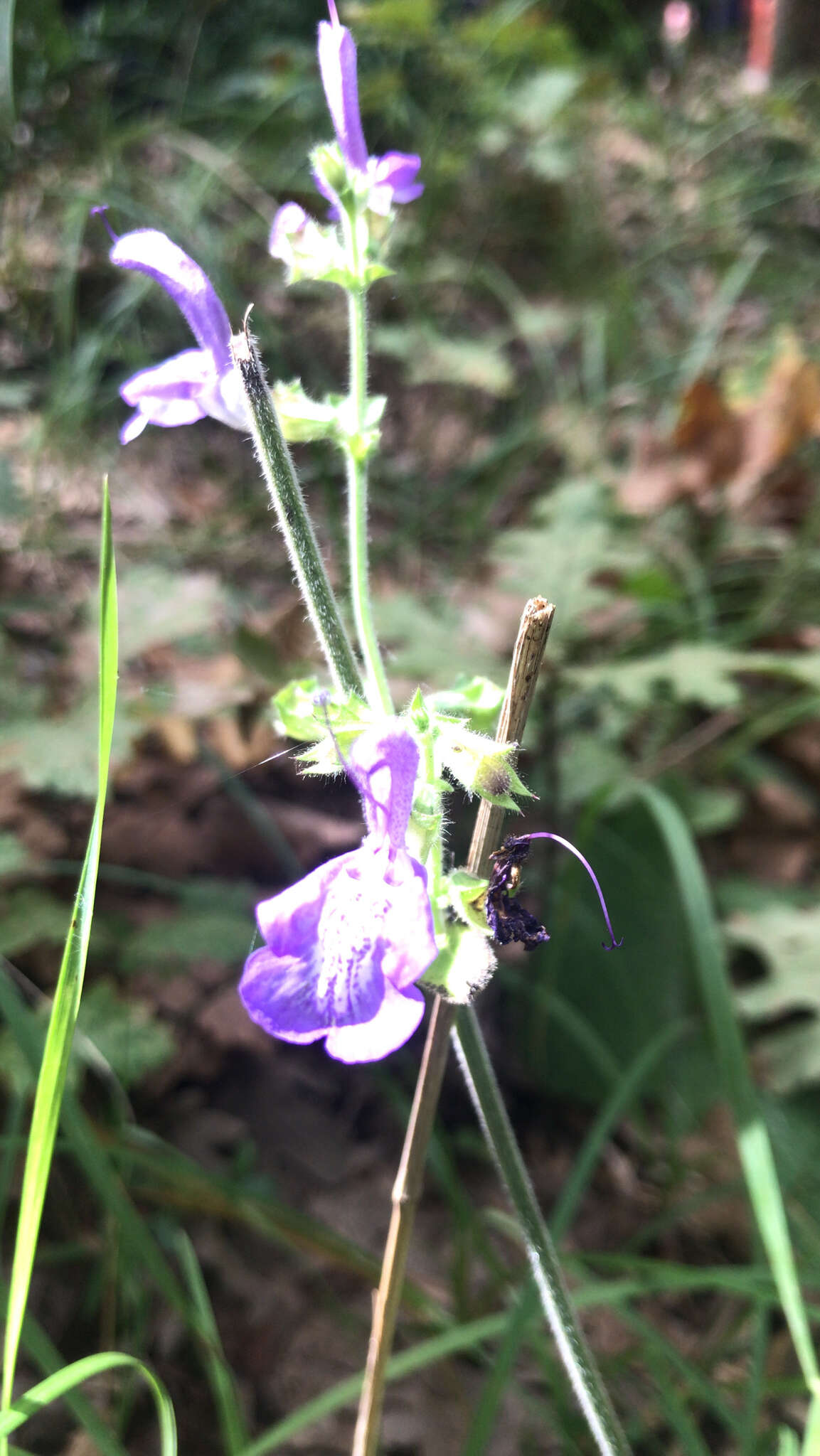 Imagem de Salvia forskaehlei L.