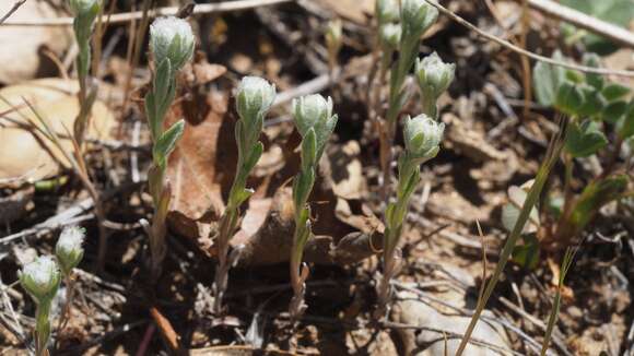 Image of <i>Micropus <i>californicus</i></i> var. californicus