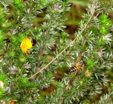 Image of Aspalathus abbottii