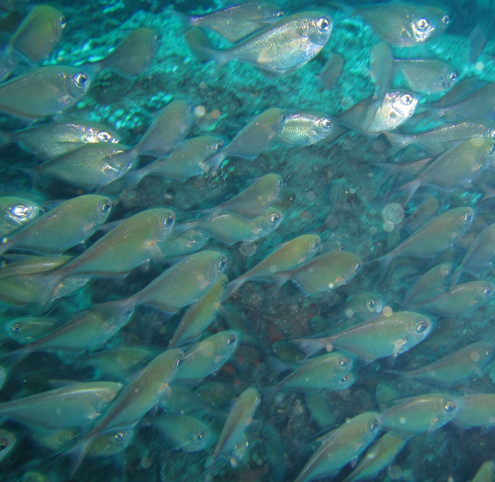 Image de Poisson hachette de Schwenk