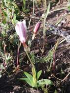 Image of Sparaxis grandiflora subsp. fimbriata (Lam.) Goldblatt