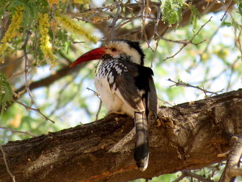 Image of Damara Hornbill