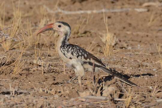 Image of Damara Hornbill