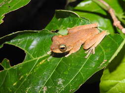 Image of Brown-spotted Treefrog