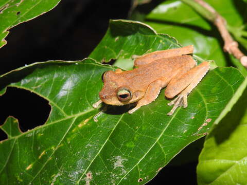 Image of Brown-spotted Treefrog