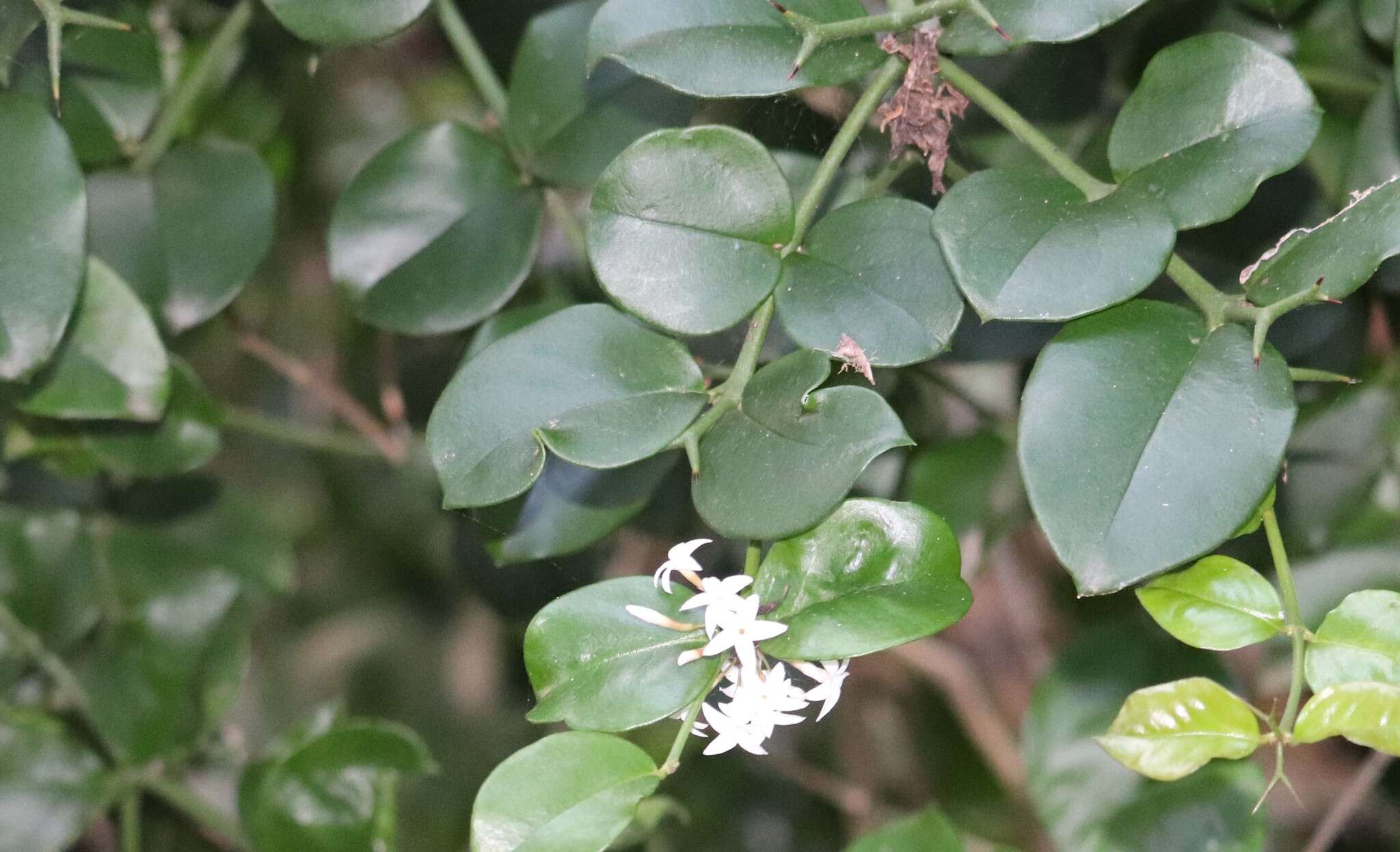 Image de Carissa bispinosa var. acuminata (E. Mey.) Codd