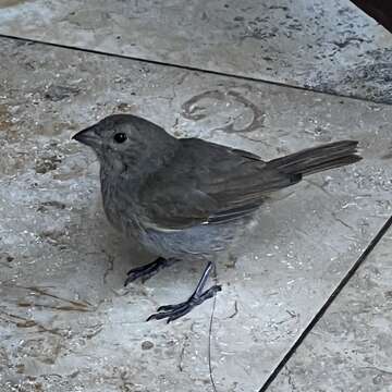 Image of Barbados Bullfinch