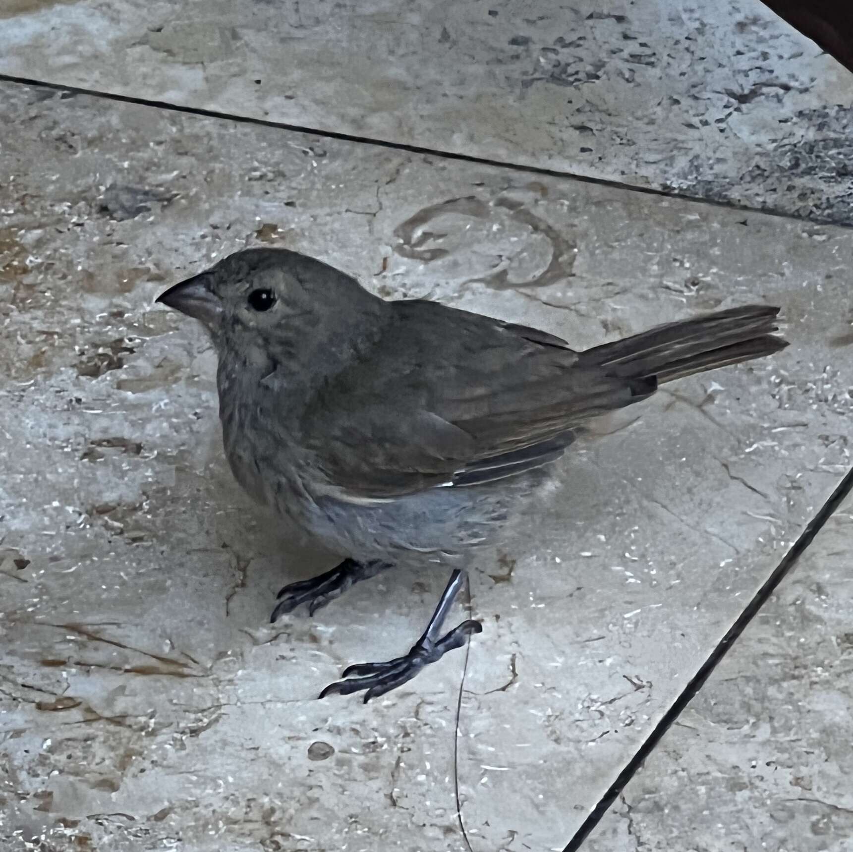 Image of Barbados Bullfinch