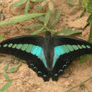 Image of <i>Graphium <i>sarpedon</i></i> sarpedon