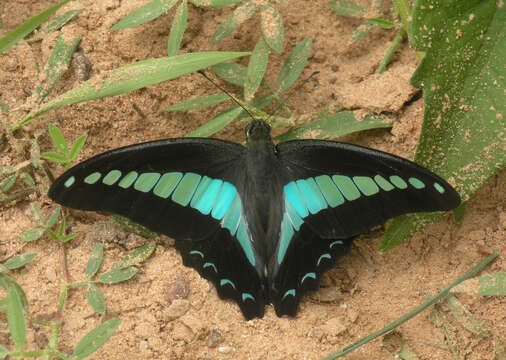 Image of <i>Graphium <i>sarpedon</i></i> sarpedon