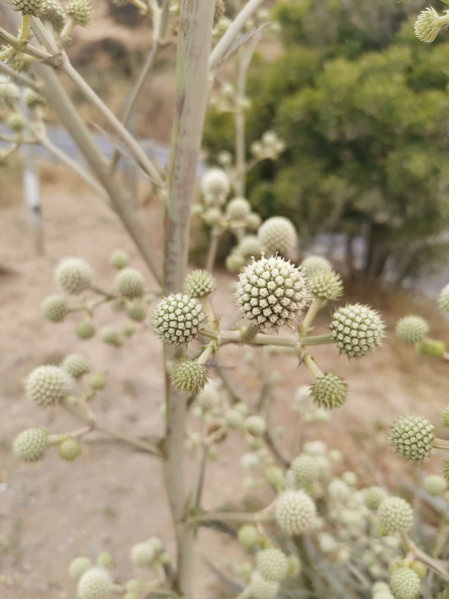 Eryngium humboldtii Delar. resmi