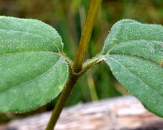 Imagem de Helianthus strumosus L.