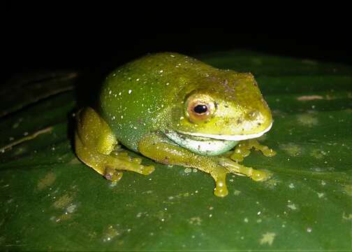 Image of Guinle Treefrog