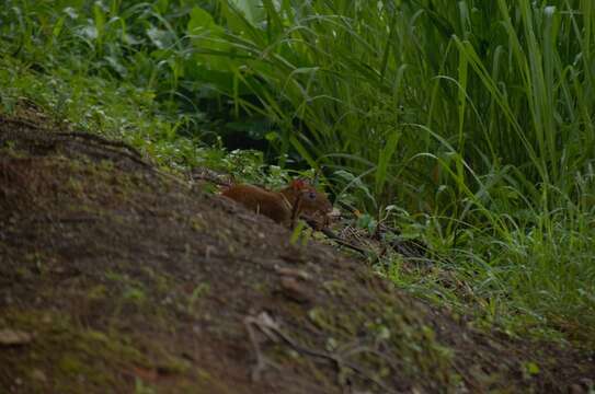 Image of Central American Agouti