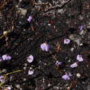 Image of Utricularia barkeri R. W. Jobson