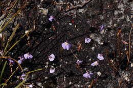 Image de Utricularia barkeri R. W. Jobson