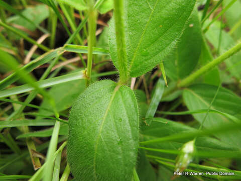 Image of Natal primrose