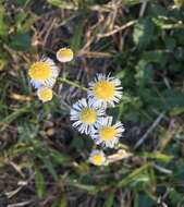 Image of Oak-Leaf Fleabane