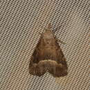 Image of White-line snout moth