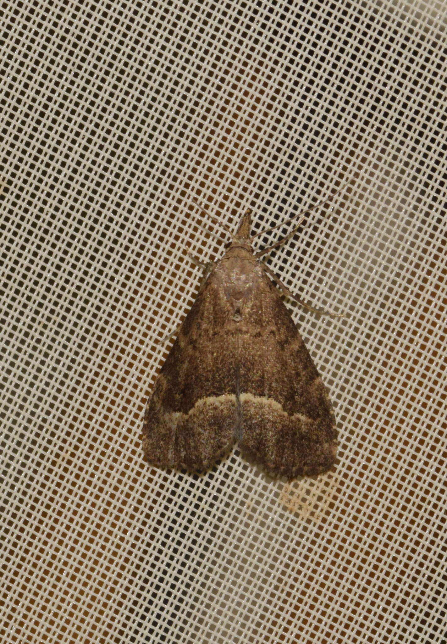 Image of White-line snout moth