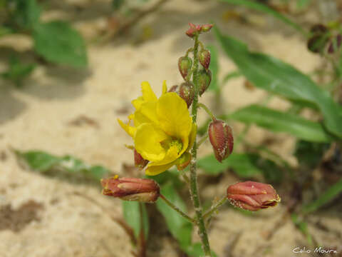 Image of Chamaecrista hispidula (Vahl) H. S. Irwin & Barneby