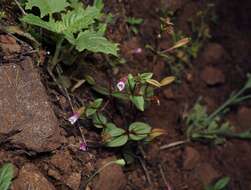 Erythranthe inconspicua (A. Gray) G. L. Nesom resmi