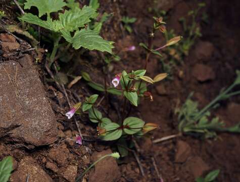 Слика од Erythranthe inconspicua (A. Gray) G. L. Nesom