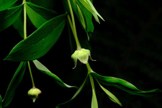 Image of Pimelea ligustrina subsp. ligustrina