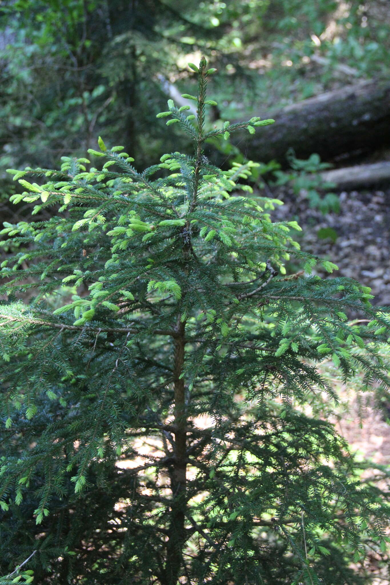 Image of Caucasian Spruce