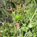 Image of Hibiscus elliottiae Harv.