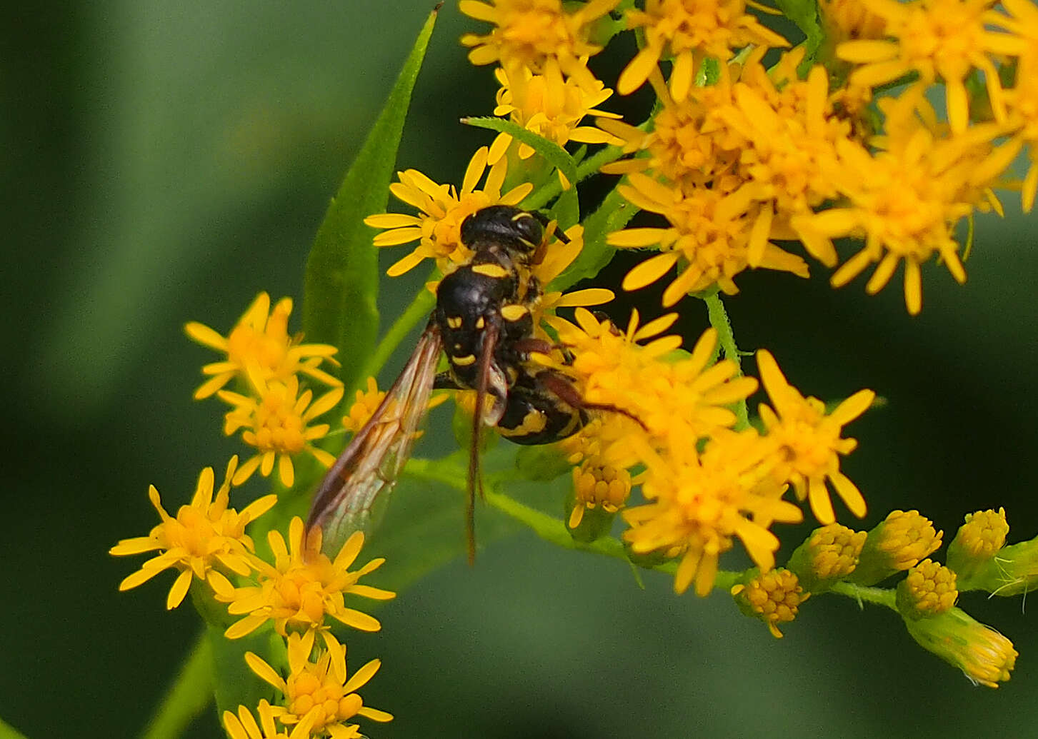 Sivun Myzinum maculatum (Fabricius 1793) kuva