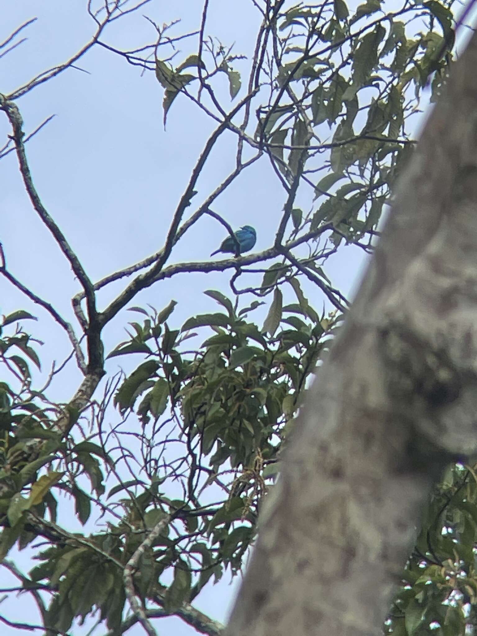 Image of Plum-throated Cotinga