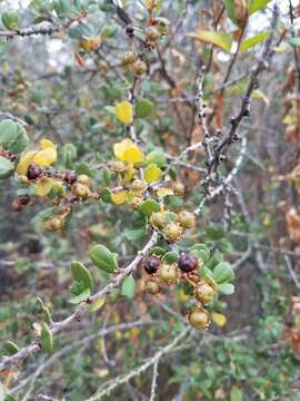 Image of barranca brush