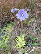 Image de Pinguicula caerulea Walt.