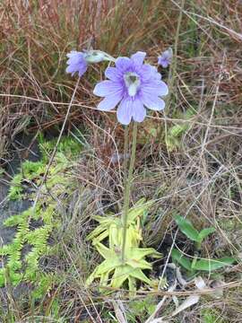 Image de Pinguicula caerulea Walt.