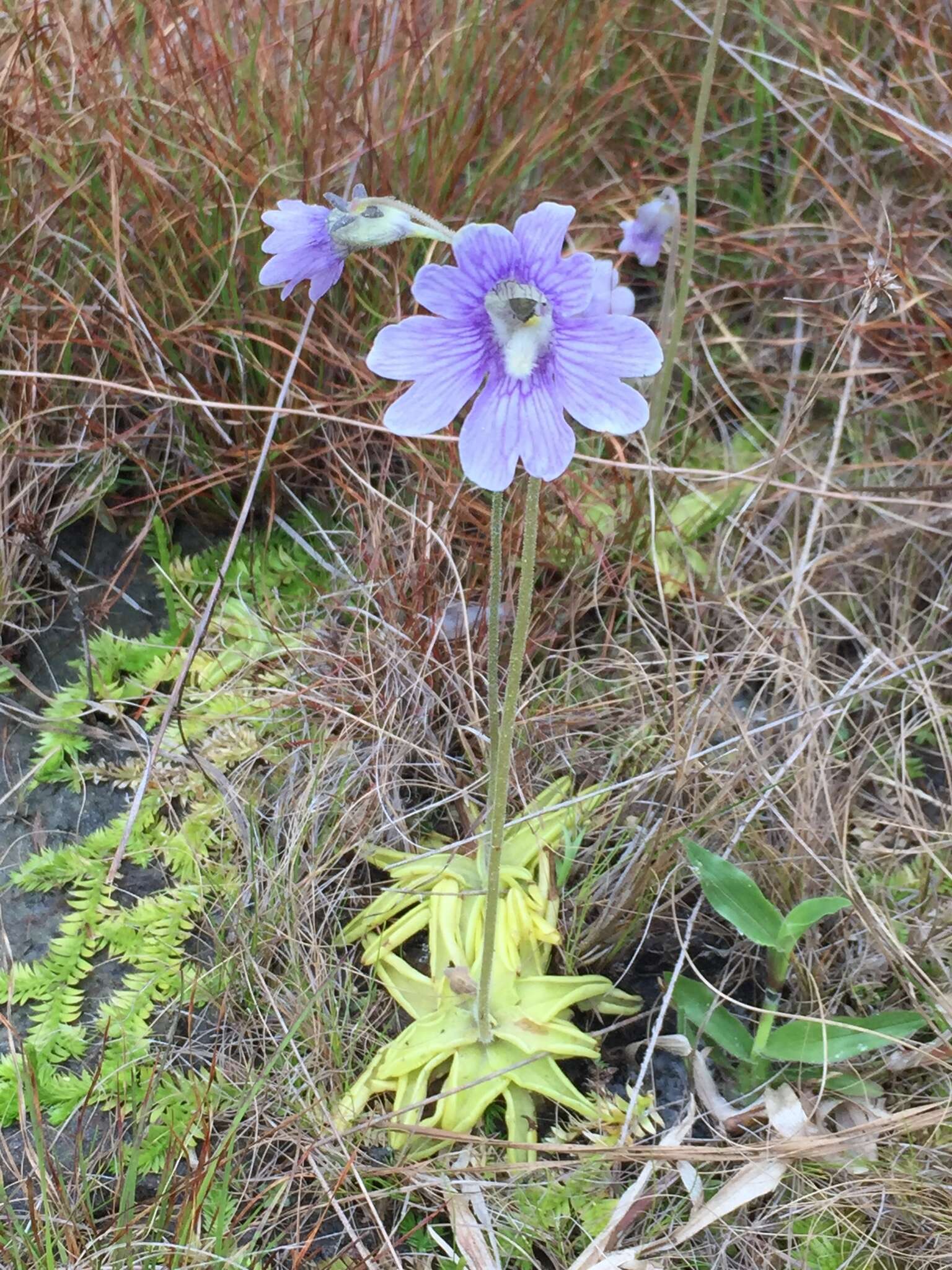 Image de Pinguicula caerulea Walt.