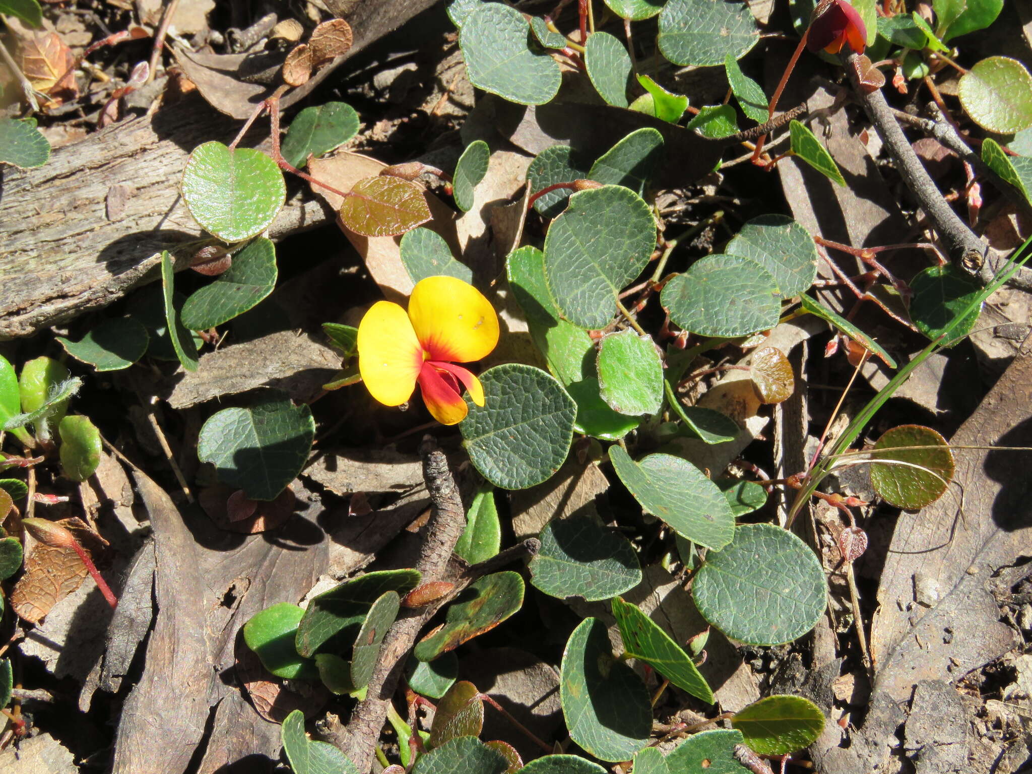 Image of <i>Platylobium rotundum</i>