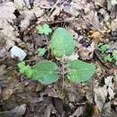 صورة Epimedium pinnatum subsp. colchicum (Boiss.) N. Busch