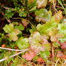 Image of Newcombe's butterweed