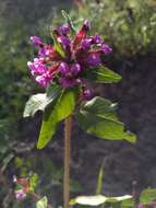 Image of Wright's waxweed