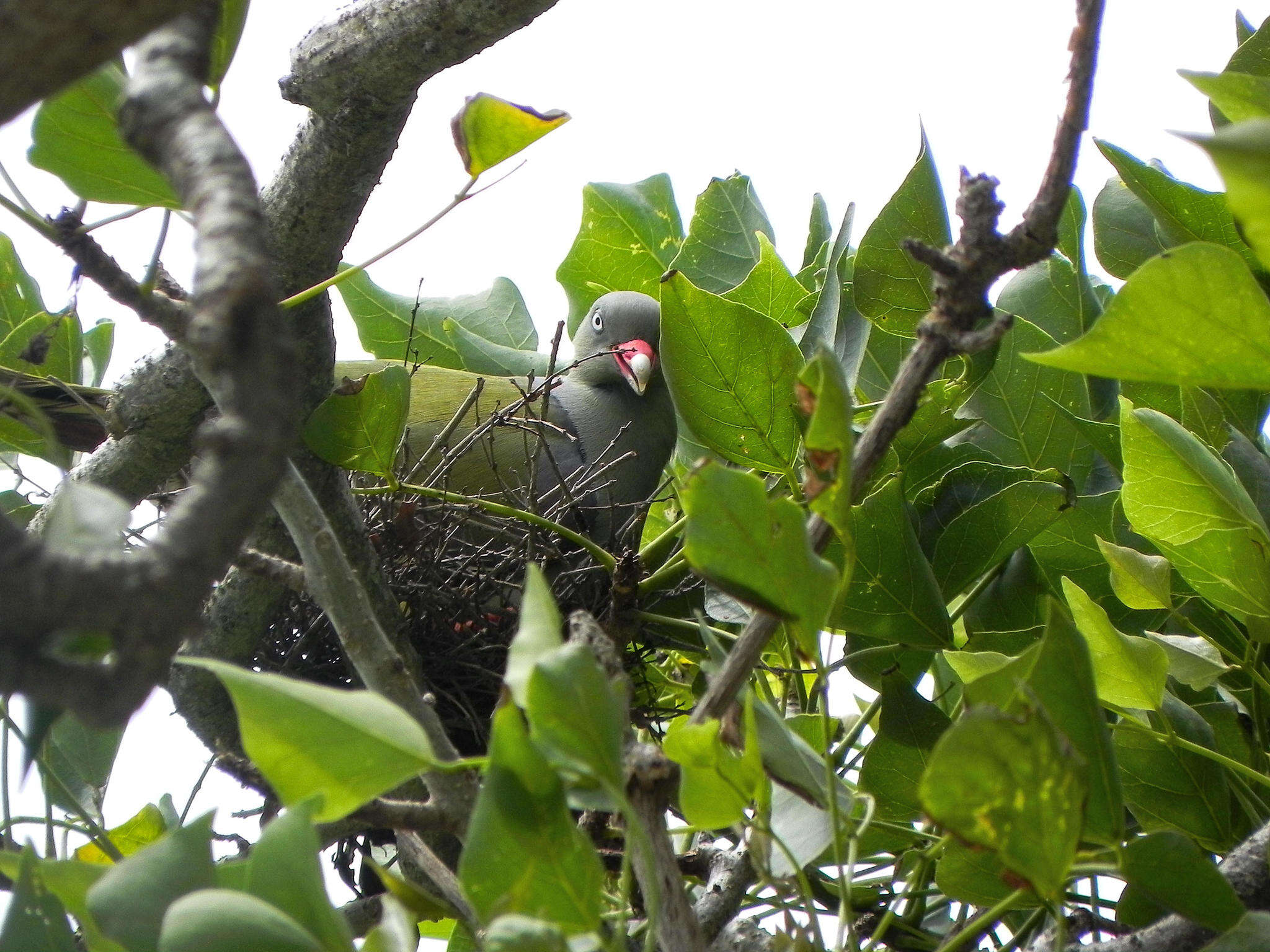 صورة Treron calvus delalandii (Bonaparte 1854)