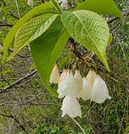 Image de Halesia carolina L.