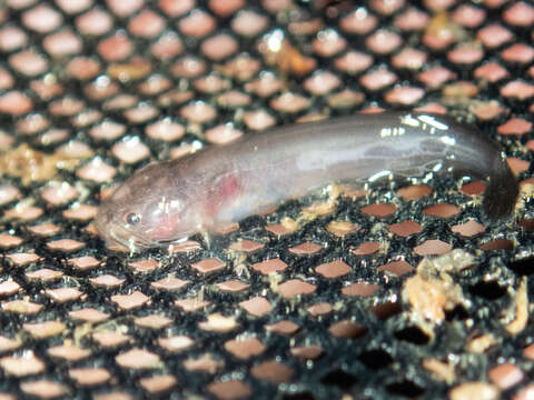 Image of Hong Kong catfish