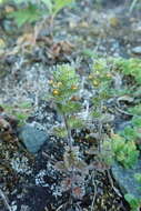 Image of subalpine eyebright