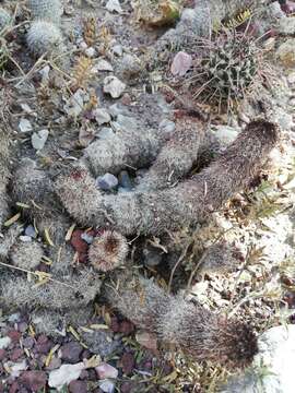 Image of Mammillaria sphacelata Mart.